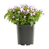 Expert grădinar 2.5 Qt Multicolor Torenia plante vii cu ghiveci cultivator