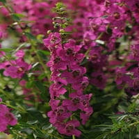 Grădinar Expert, În Aer Liber, Plante Vii, Multicolor, Angelonia, 1,5 G, Fiecare