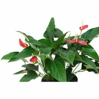 Delray plante Anthurium roșu în 10 Oală
