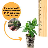 Ferry-Morse Plantlings plante vii pentru copii 1-3in. Estrella Verbena Violet Închis, Pachet De 6